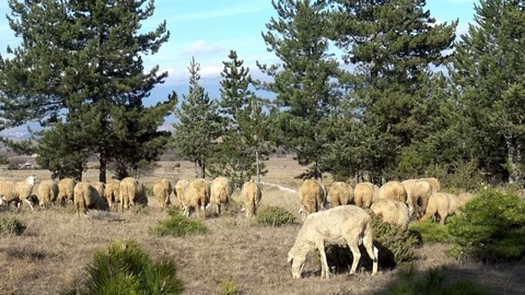 Flock of sheep peacefully eating grass, gazing and walking on green pasture Stock Footage 101176308