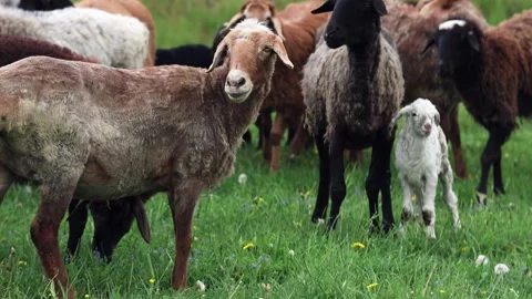 A flock of sheep is peacefully grazing in a lush green pasture, consisting of Stock Footage 277675603