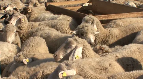 Flock of sheep in the pen Stock-Footage 35711928