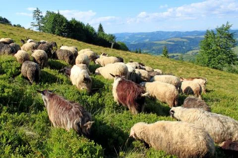 Flock of sheep Foto stock