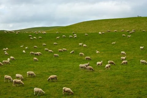 Flock of sheep Stock Photos