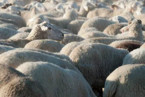 Flock of sheep. Stock Photos