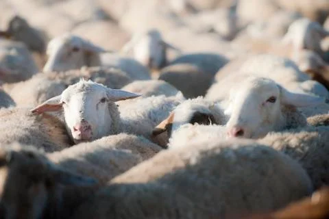 Flock of sheep. Stock Photos