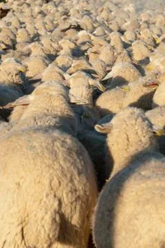 Flock of sheep. Foto stock