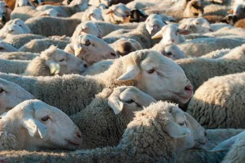 Flock of sheep. Stock Photos