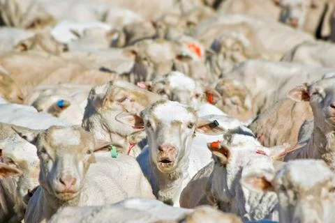 Flock of sheep Stock Photos