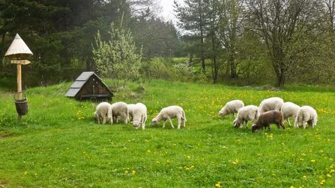 Flock of sheep Stock Photos