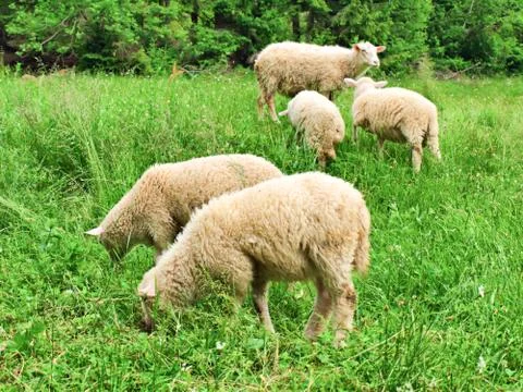 Flock of sheep Stock Photos