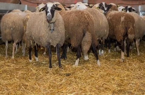 Flock of sheep Foto stock