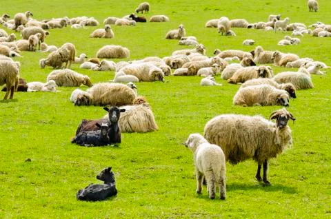 Flock of sheep Stock Photos