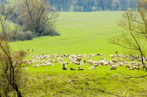 Flock of sheep Stock Photos
