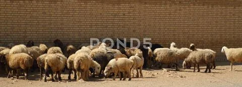 A flock of sheep Stock Photos