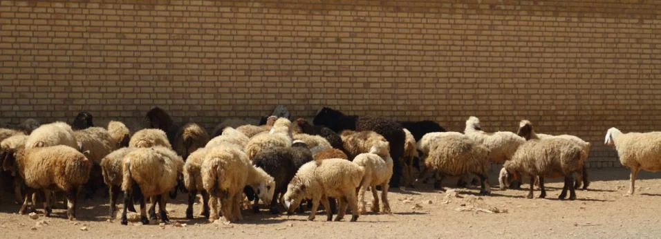 A flock of sheep Stock Photos