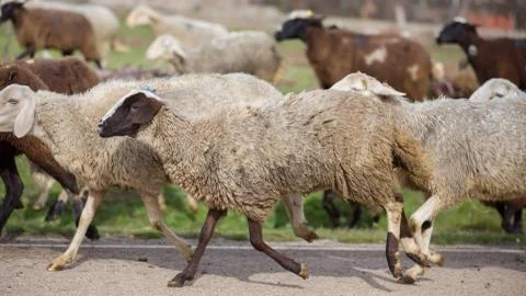 Flock of sheep 스톡 사진