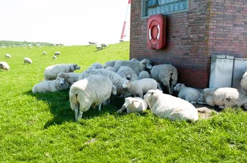 Flock of sheep Stock Photos