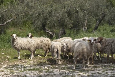 A flock of sheep Stock Photos