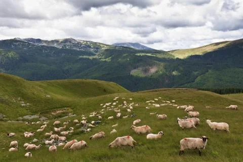 Flock of sheep Stock Photos