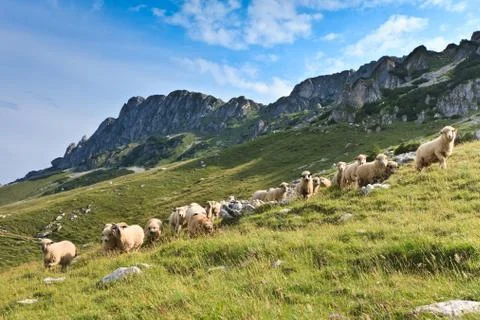 Flock of sheep Stock Photos