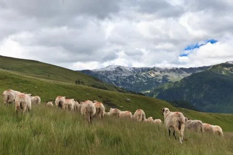 Flock of sheep 스톡 사진