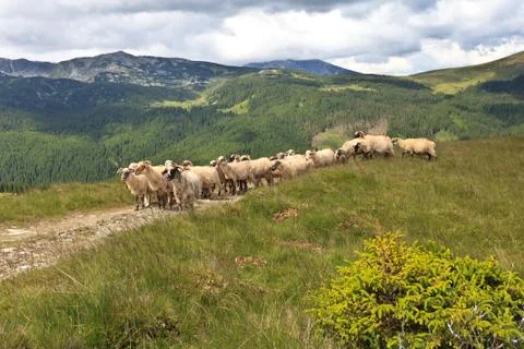 Flock of sheep Stock Photos