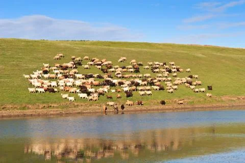 Flock of sheep Stock Photos