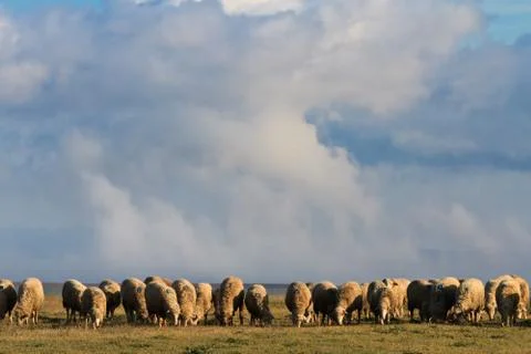 Flock of sheep Stock Photos