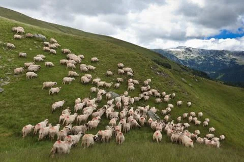 Flock of sheep Foto stock