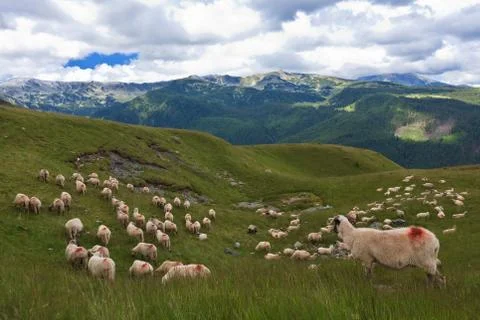 Flock of sheep Stock Photos