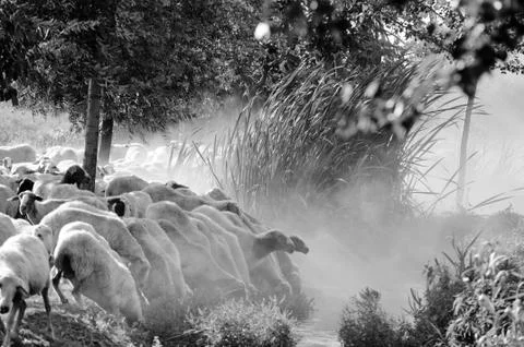 A flock of sheep Stockfoto's