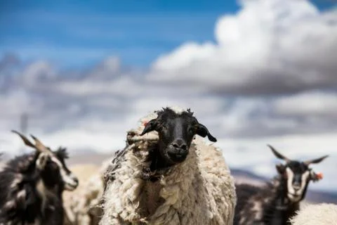 Flock of sheep Stock Photos