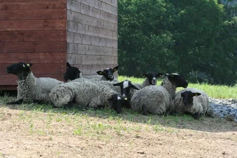 Flock of sheep Stock Photos