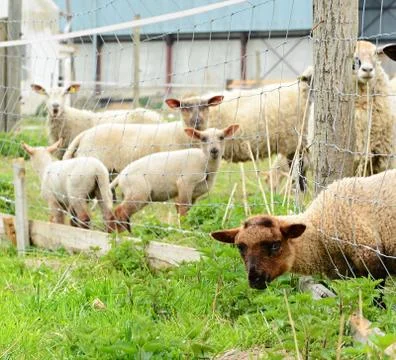 Flock of sheep Foto stock