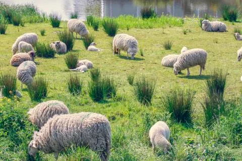 Flock of sheep Foto stock