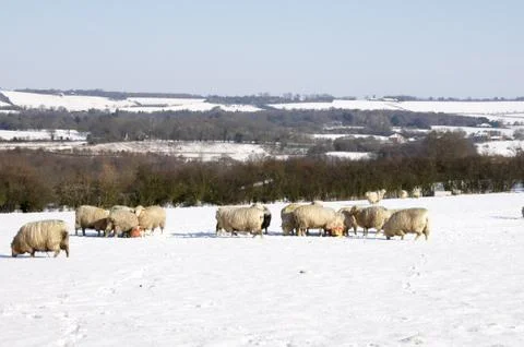 Flock of sheep Stock Photos