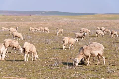 Flock of sheep Stock Photos
