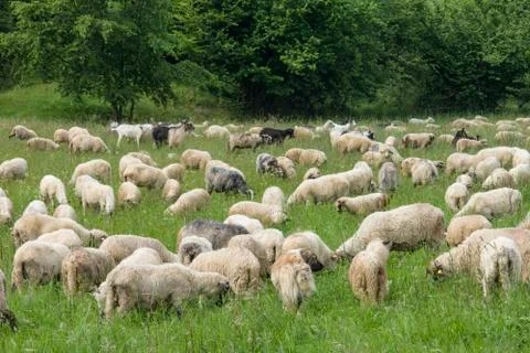   A flock of sheep  Stock Photos