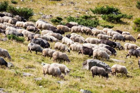 A flock of sheep. Stock Photos