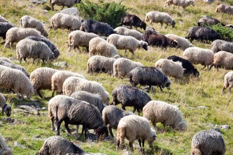 A flock of sheep. Stock Photos