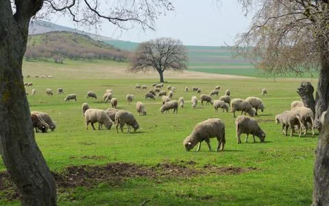Flock of sheep Free Stock Photos
