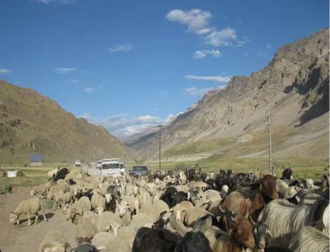 Flock of Sheep Fotos de archivo