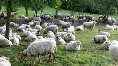 Flock of sheep Stock Photos