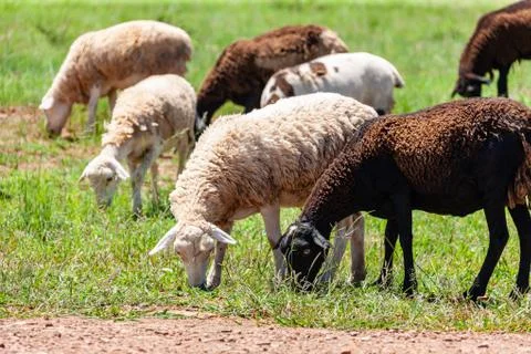 Flock of sheep Fotos de archivo
