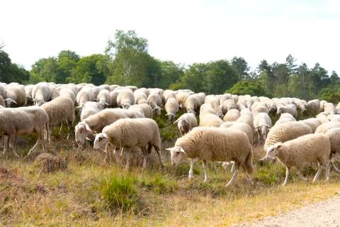 Flock of sheep Stock Photos