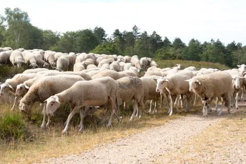 Flock of sheep Stock Photos