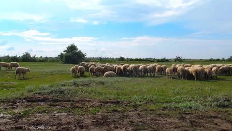 Flock of sheep. Stock Photos