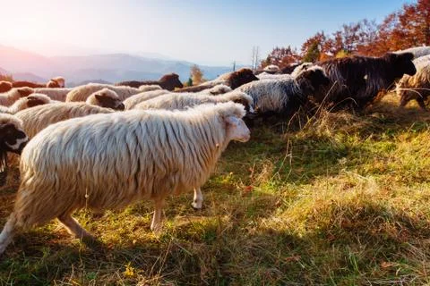 Flock of sheep Fotos de archivo