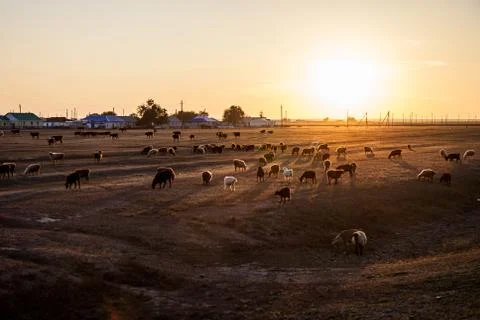 A flock of sheep Stock Photos