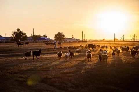 Flock of sheep Stock Photos