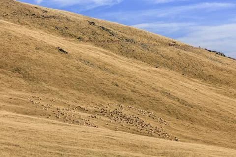 Flock of sheep Stock Photos