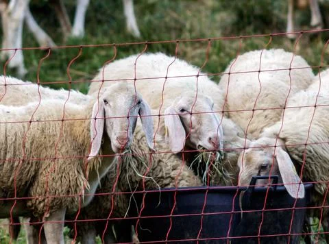 A flock of sheep Stock Photos